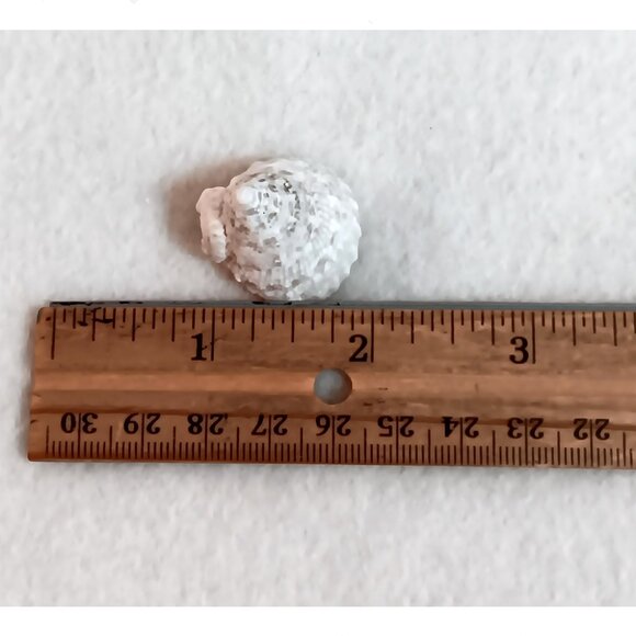 Lot of 16 various shells - crafts, bathroom, aquarium - Lot A - Picture 4 of 4